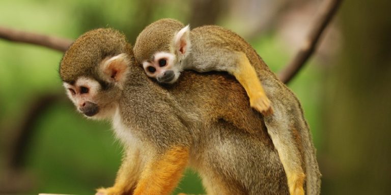 What do squirrel monkeys eat