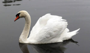 swans eat swan