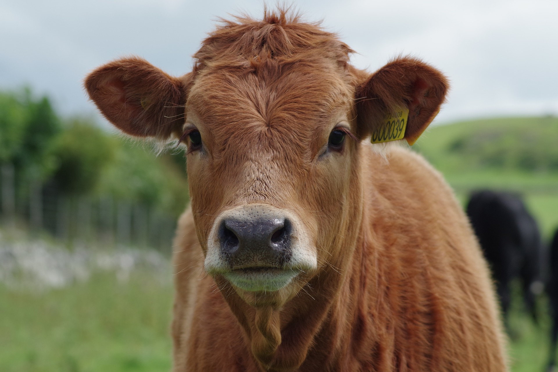 Scientific Name Of Cow