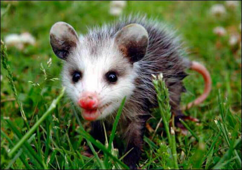 what-do-possums-eat