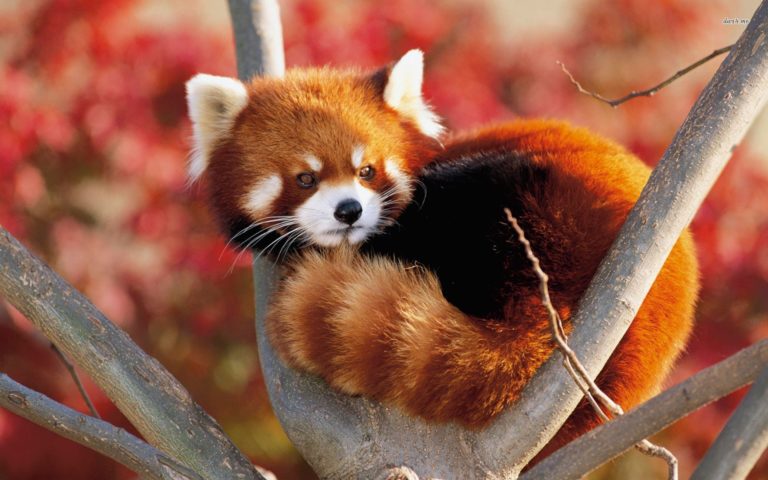 What do red pandas eat