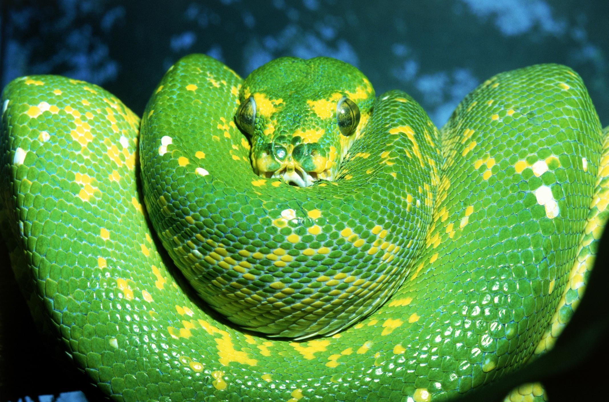 venomous-poisonous-snakes-in-south-carolina-a-z-animals