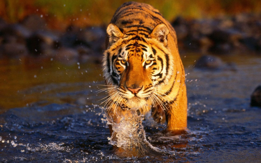 What Do Bengal Tigers Eat
