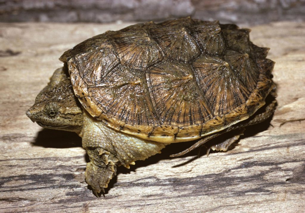 Do Snapping Turtles Need Water To Survive