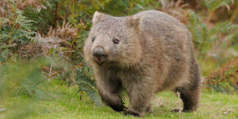 where-do-wombats-live