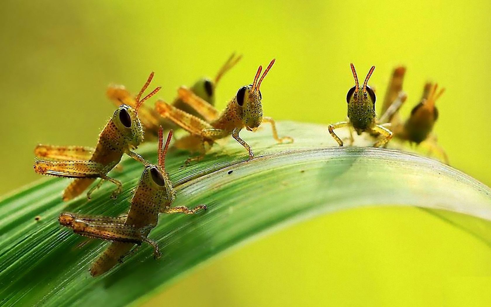 what-do-grasshoppers-eat