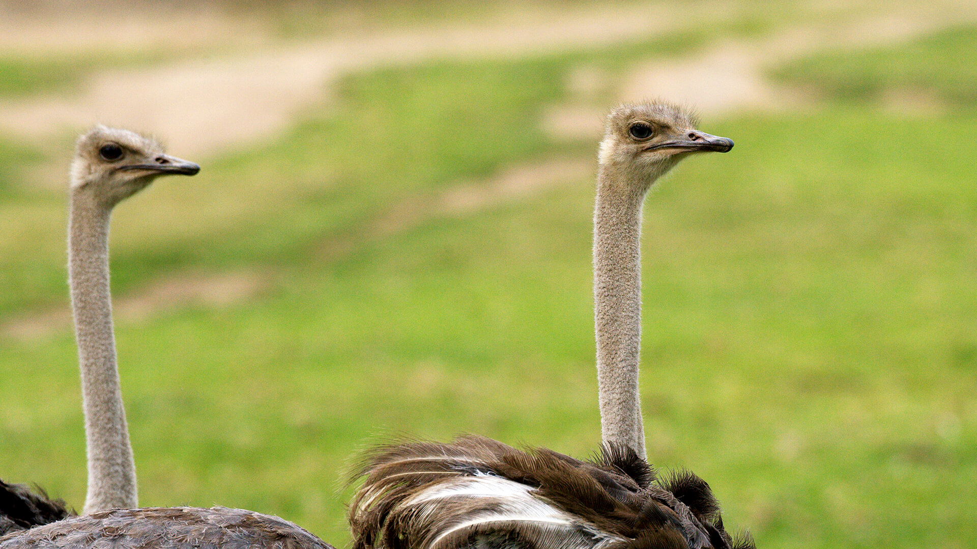 Where do emus live