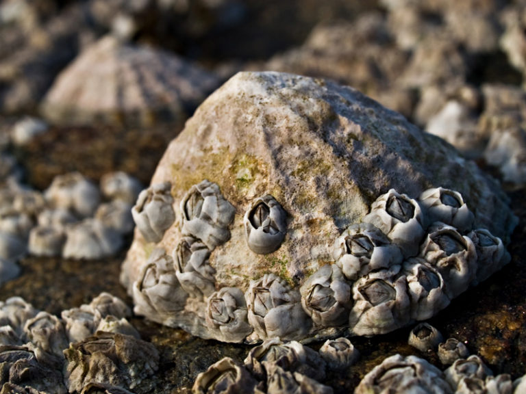 What do barnacles eat