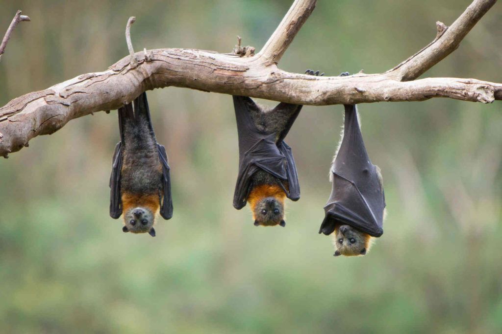 what-do-bats-eat