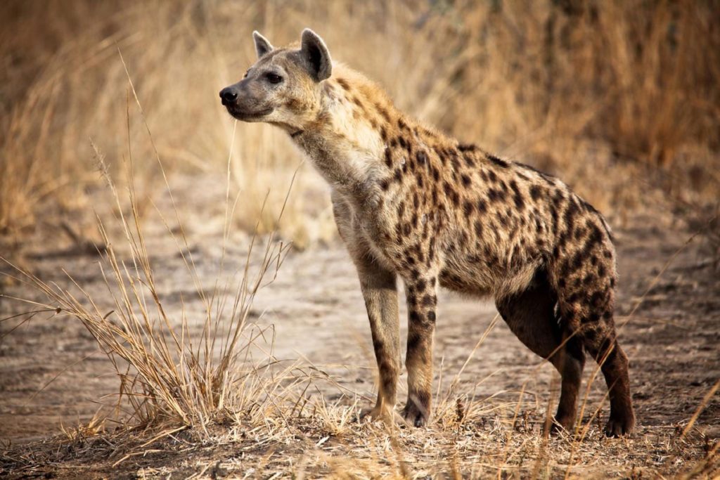 Where Do Hyenas Live