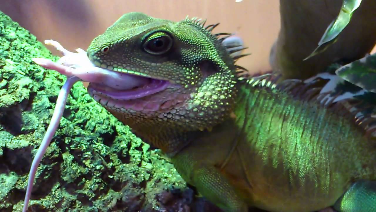 water-dragon-eats-huge-horned-worm-youtube