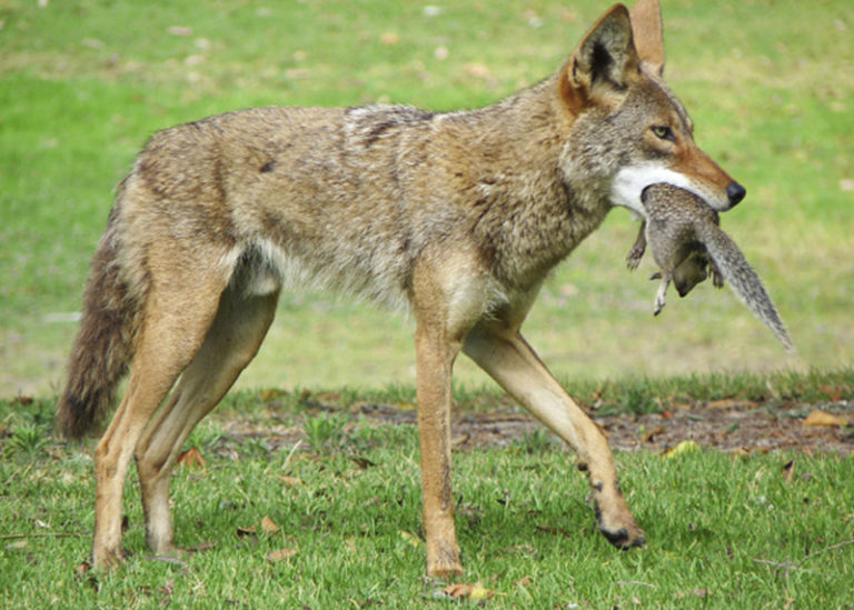 What do coyotes eat