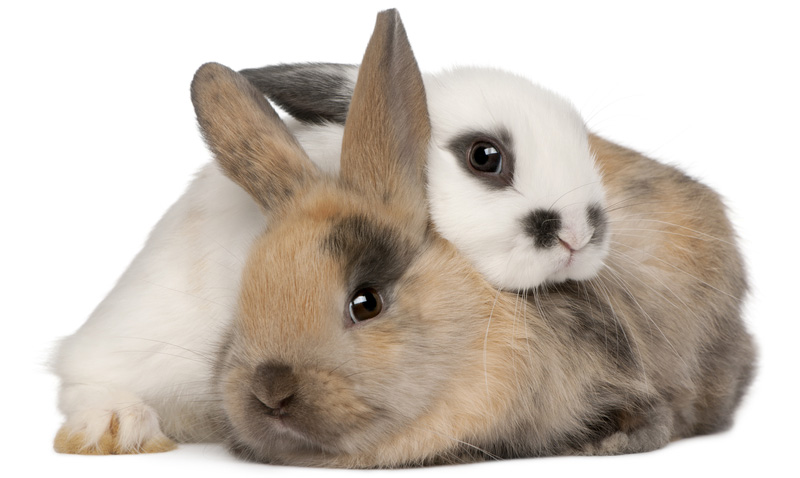 What The Dalai Lama Can Teach You About Do Rabbits Eat Zucchini Plants