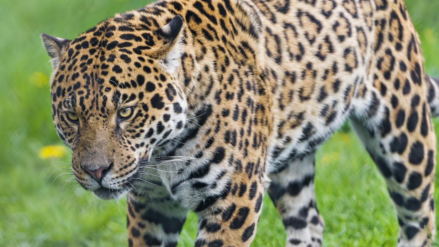 where-do-jaguars-live