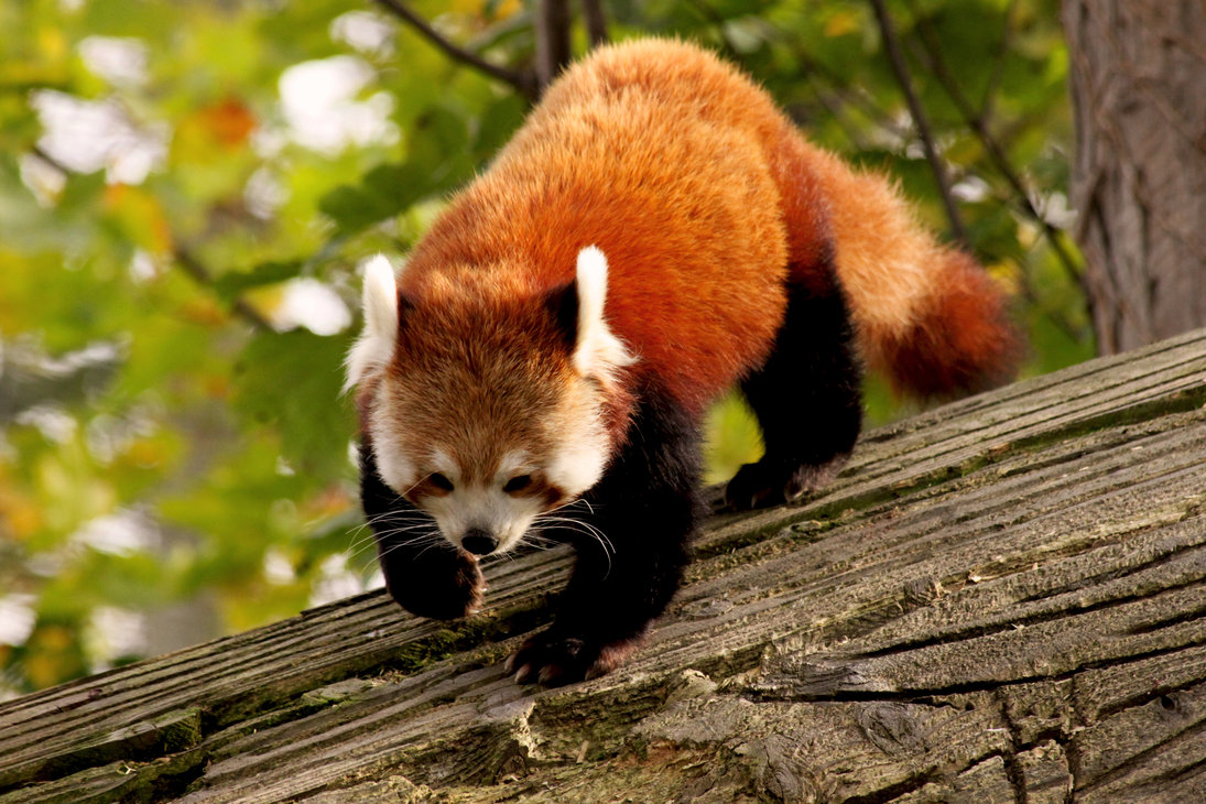 Where do red pandas live