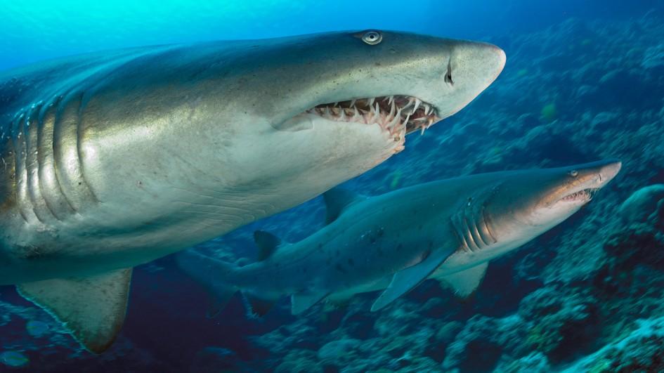 Where do tiger sharks live