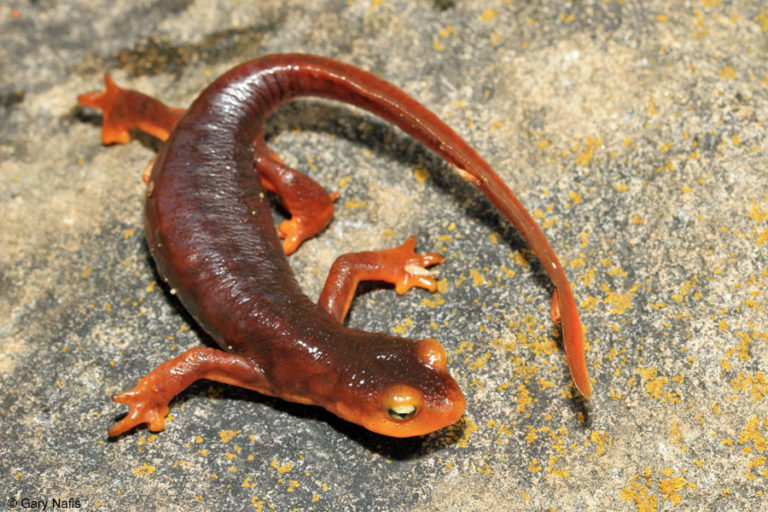 Where do newts live