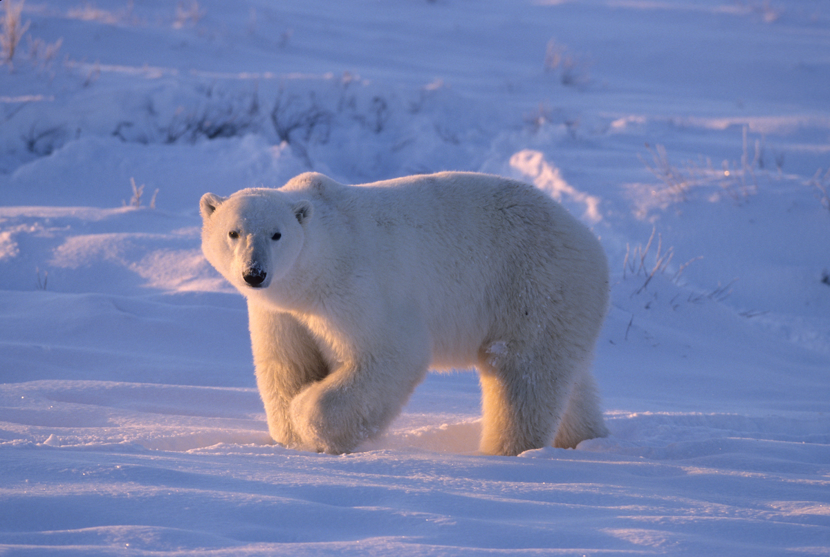 Polar bears