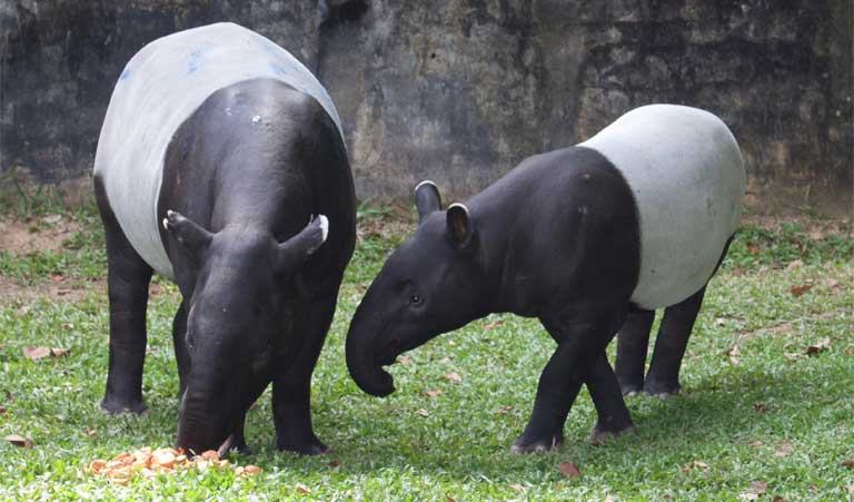 Where Do Tapirs Live