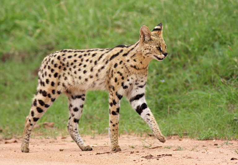 Where do servals live