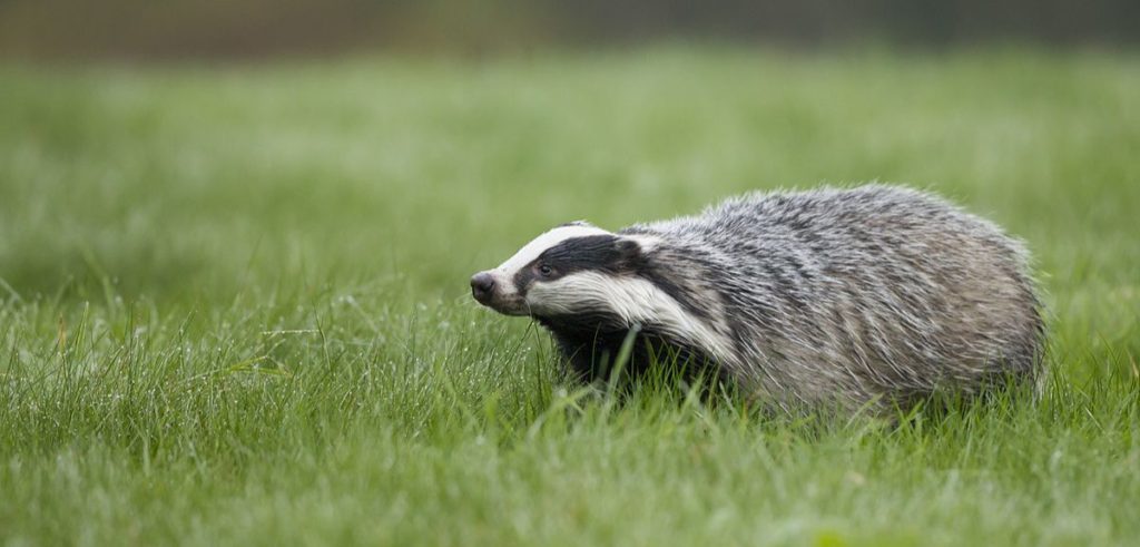 where-do-badgers-live