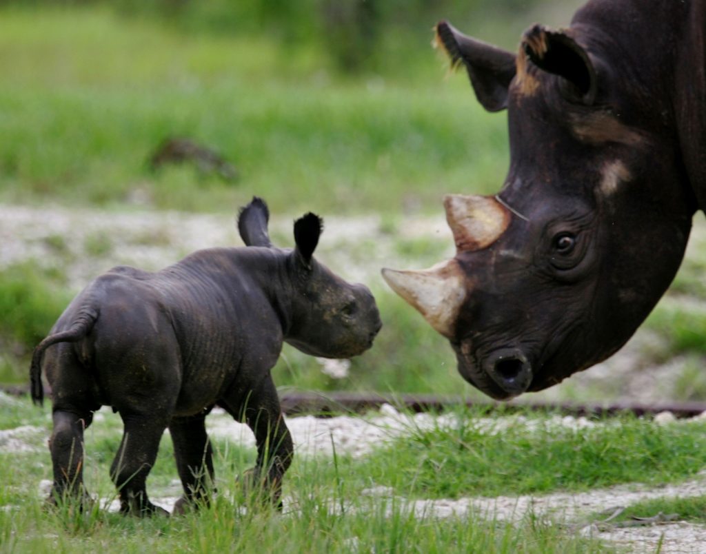 Where do black rhinos live