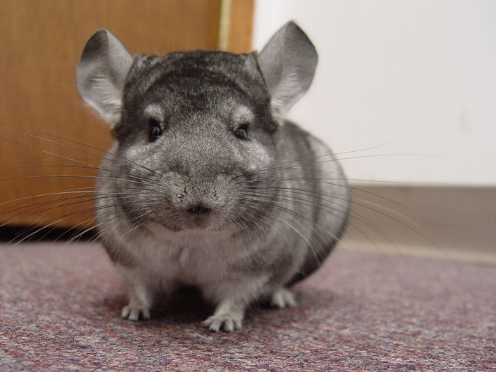 are chinchillas nocturnal