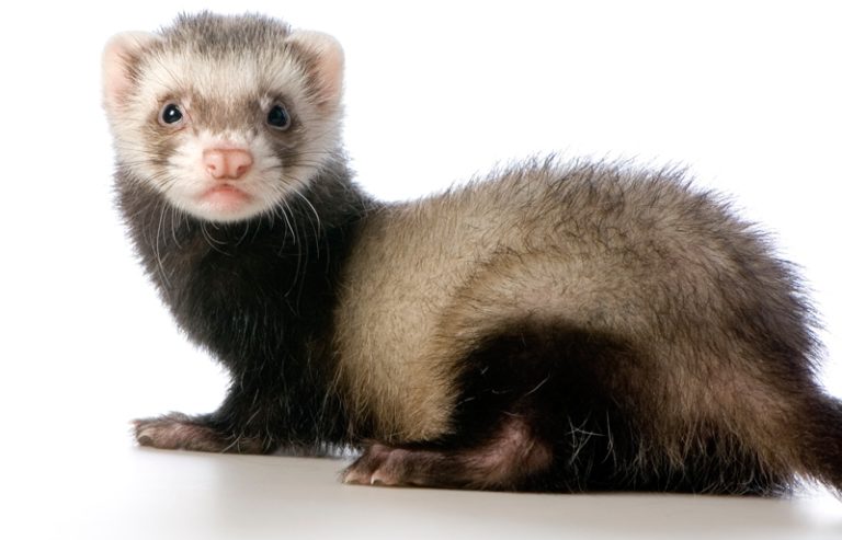 steiff ferret