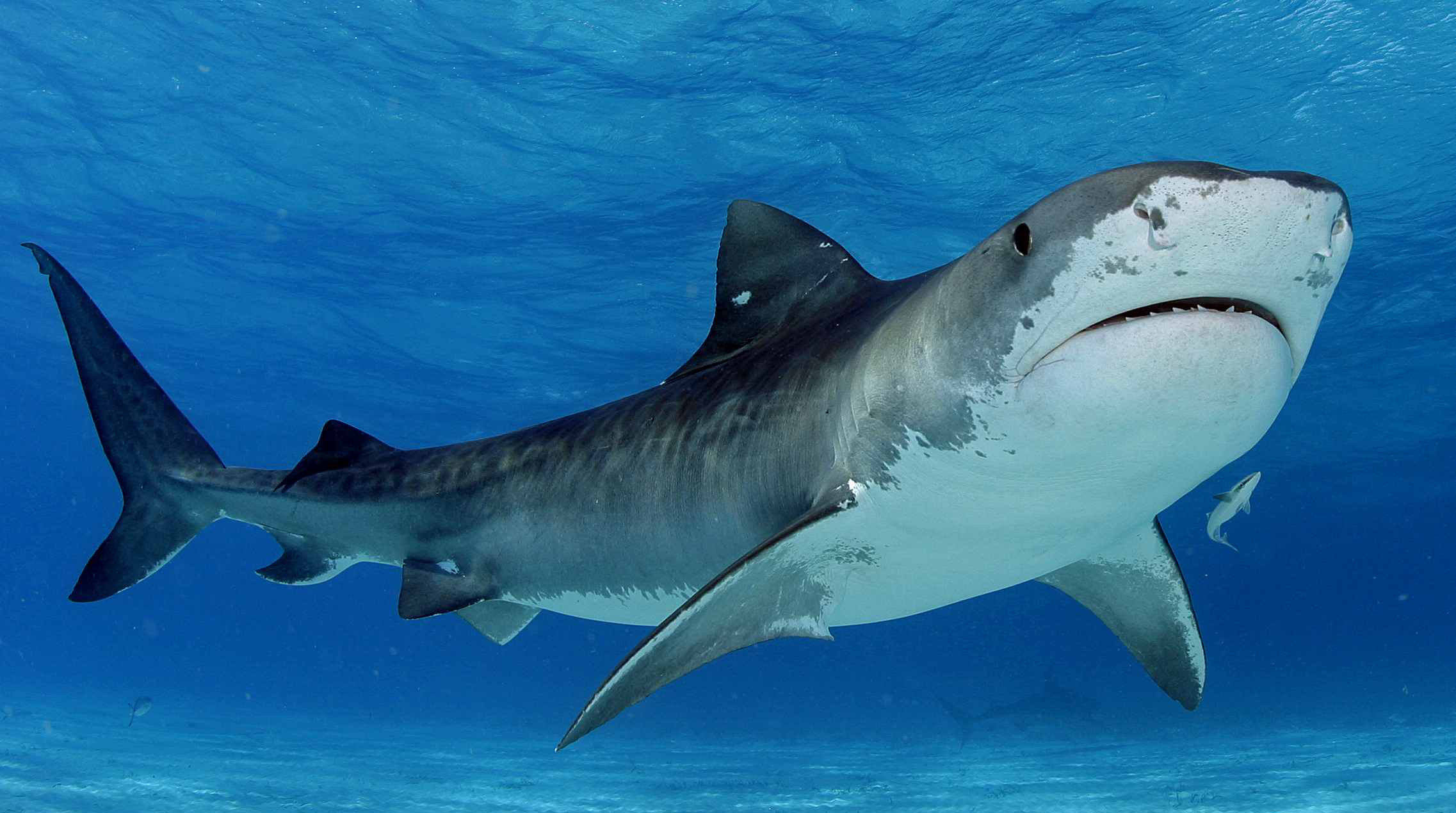 Sharks Information Sharks Information