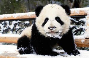 How long do pandas live