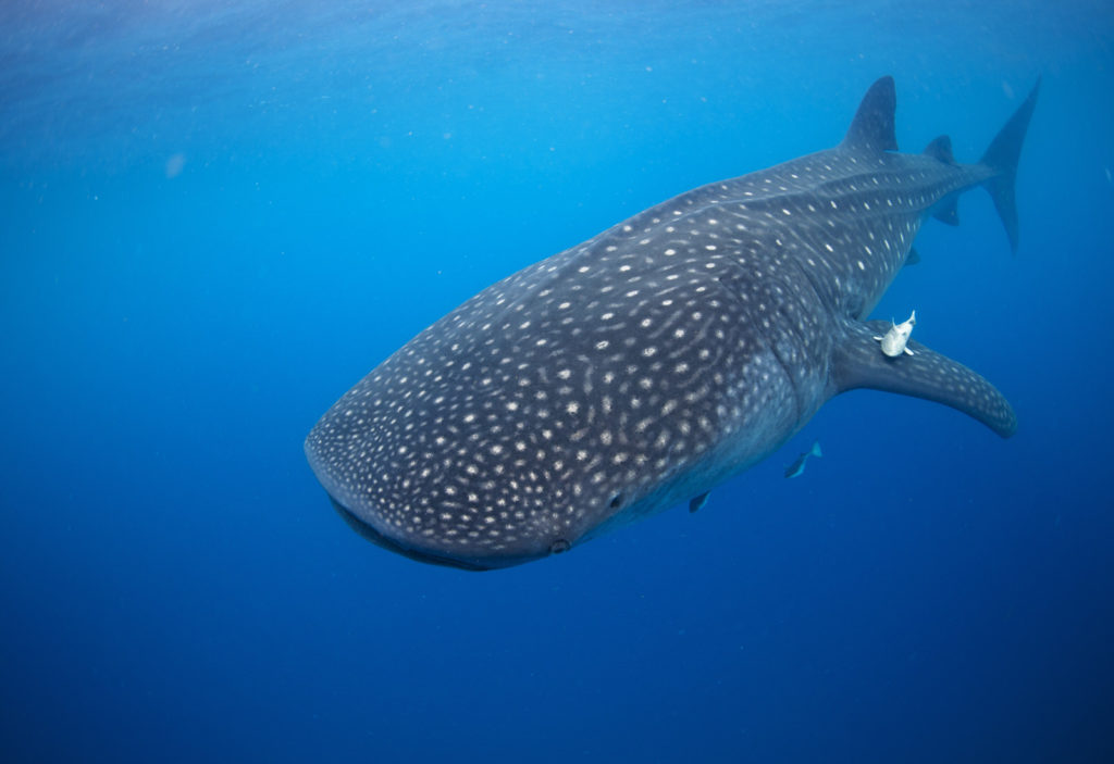 how-long-do-whale-shark-live