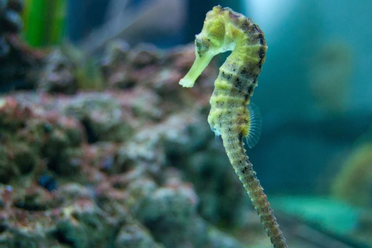 How long do seahorses live
