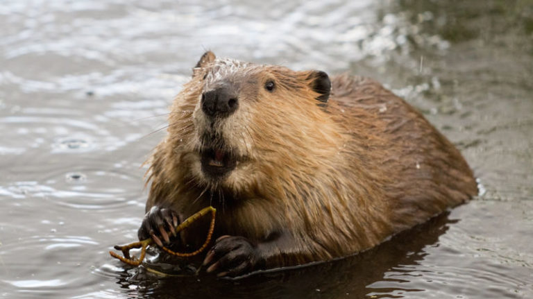 How long do beavers live