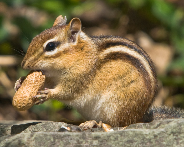 chipmunk facies