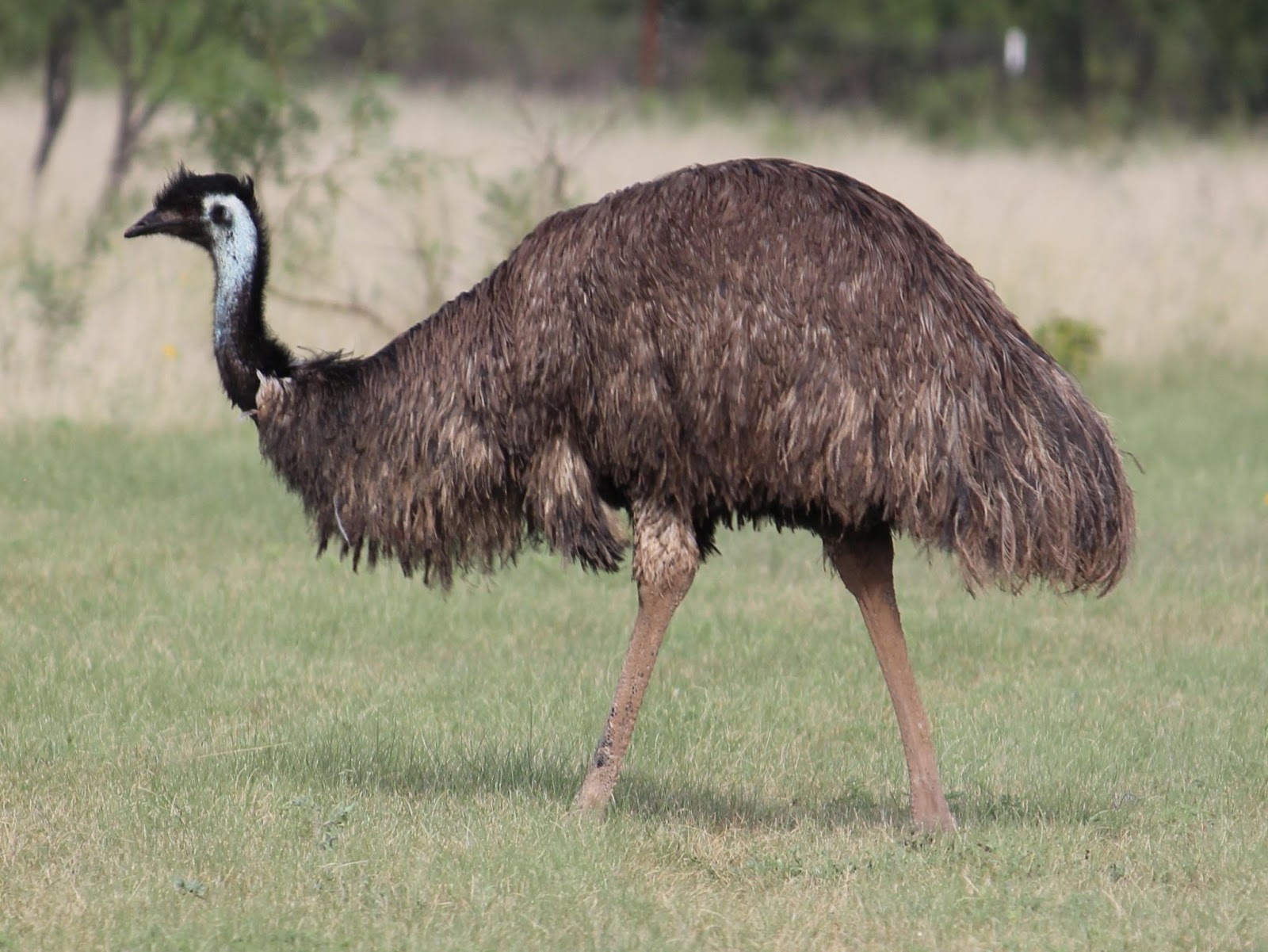 how-long-do-emus-live