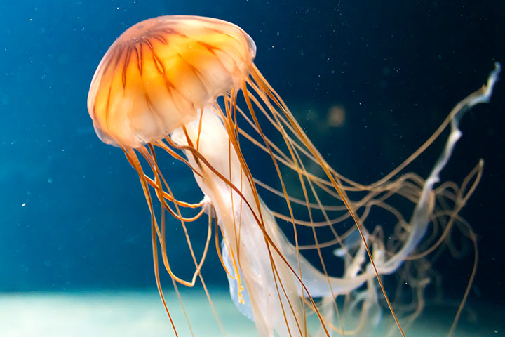 How Long Do Jellyfish Live How Long Do Jellyfish Live