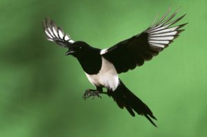 magpies birds magpie tree bird long population live flying proves flight control rare july comments once howtodoright off there