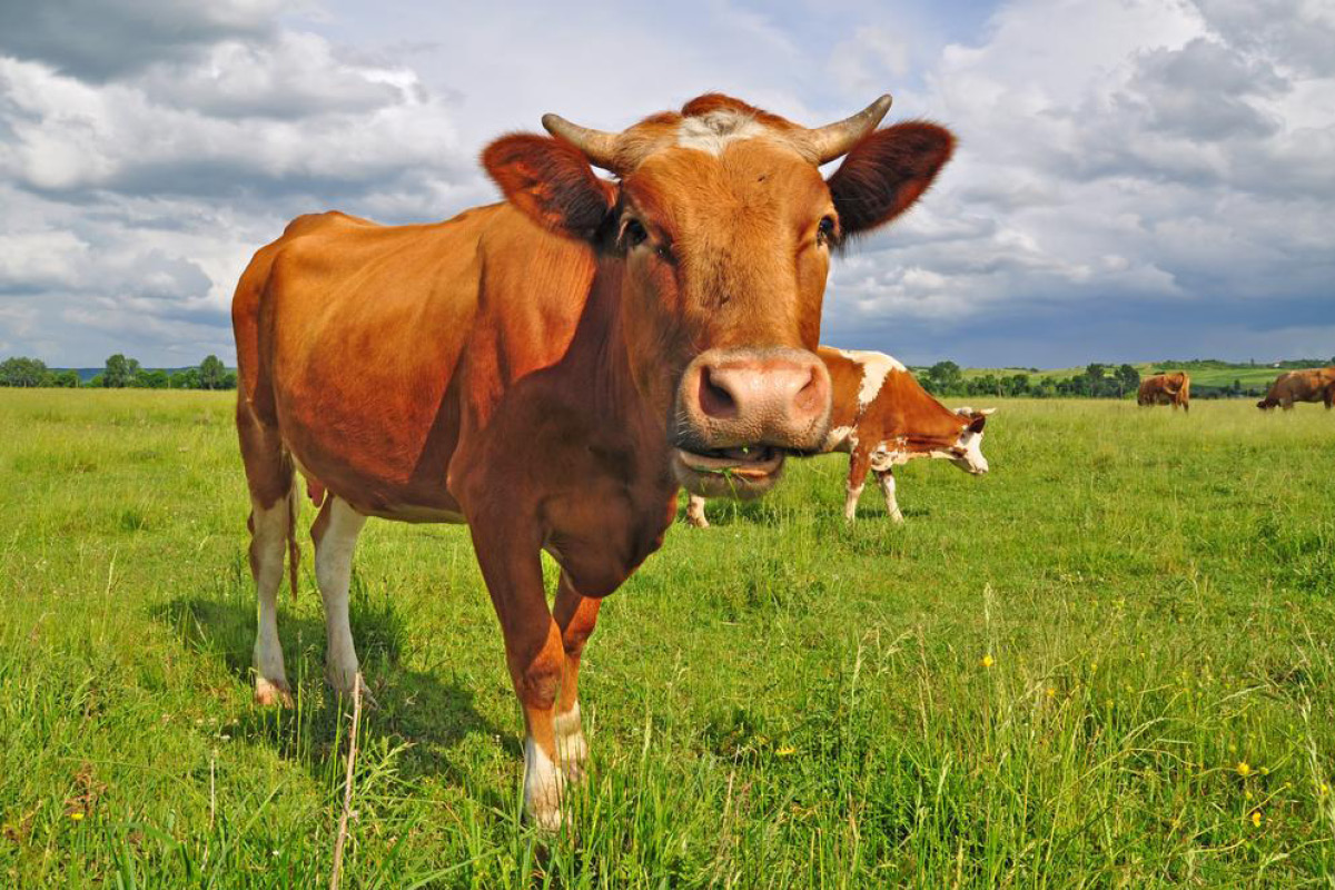 bovine caprine and cavy are all