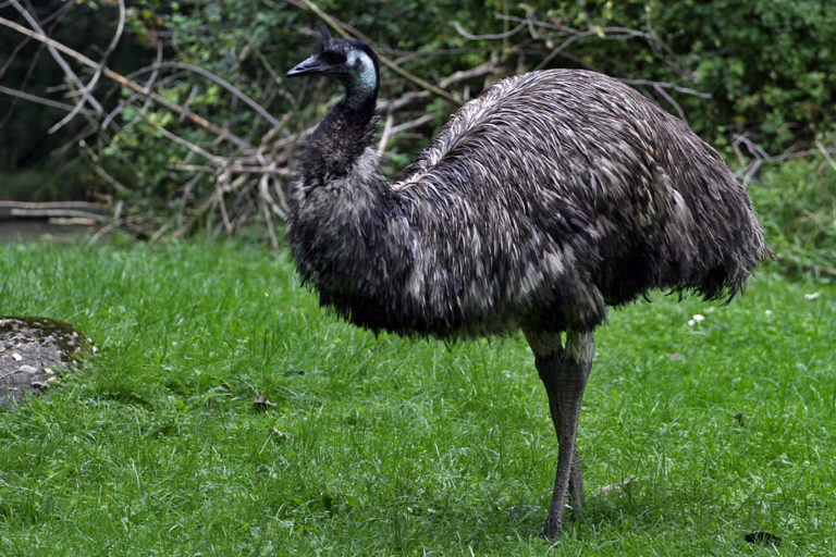 emu-earbasher-someone-who-talks-excessively-a-real-bore-of-a-person