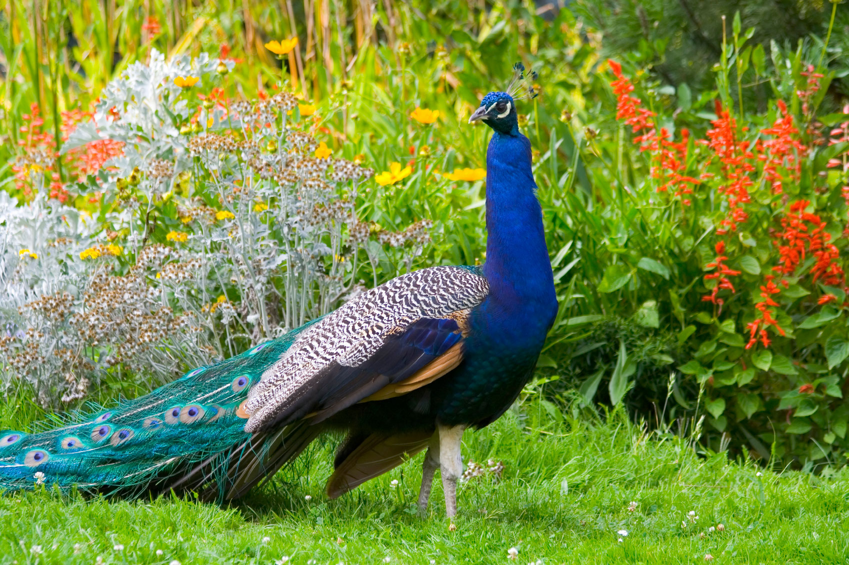 Where Do Peacocks Live