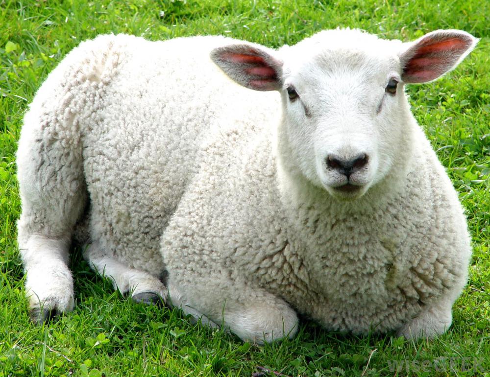 Facts about sheep