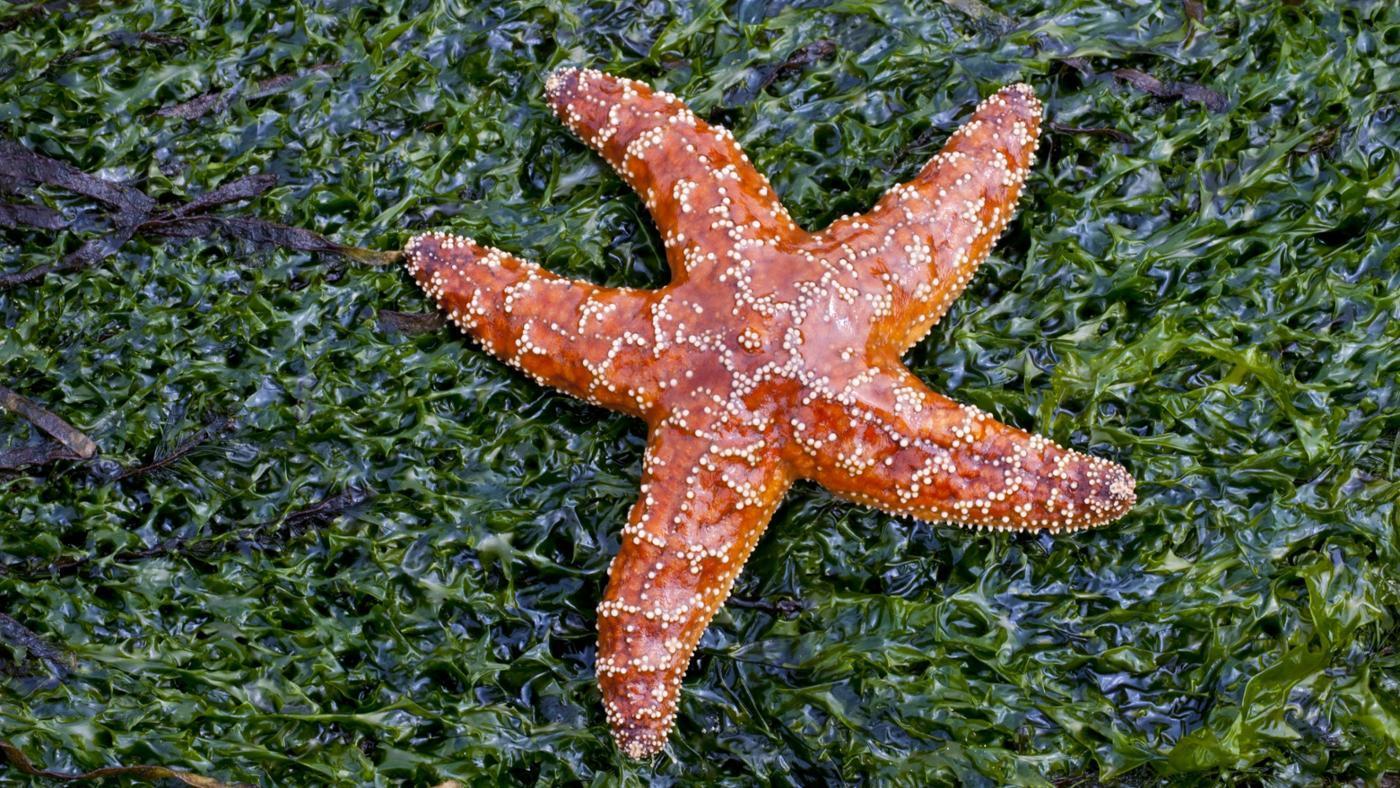 A starfish wobbling awkwardly on land