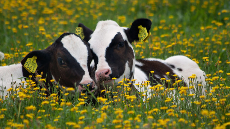 how-long-do-cows-live