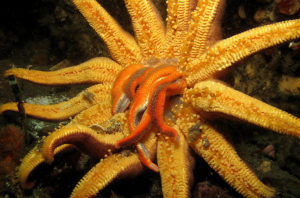 How long do starfish live