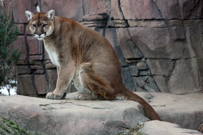 10 facts about pumas