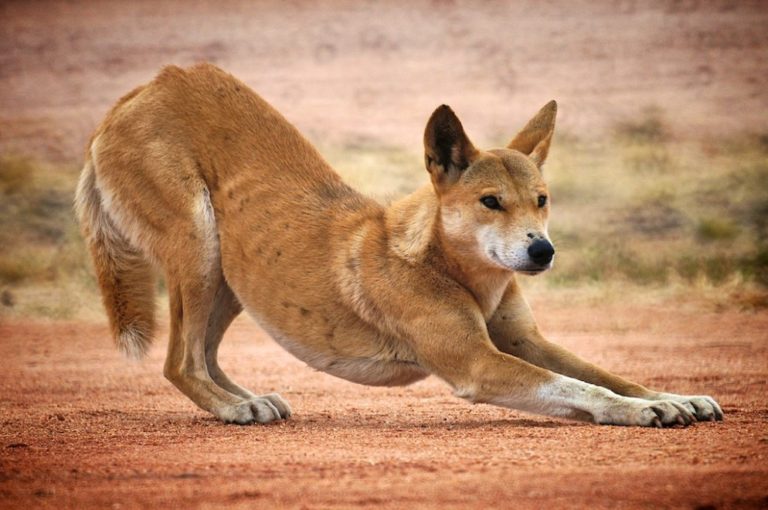 how-long-do-dingoes-live