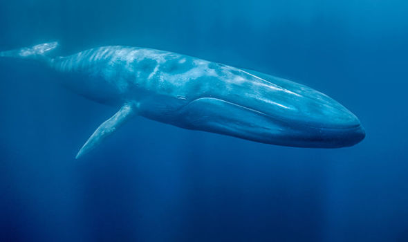 What do blue whales eat