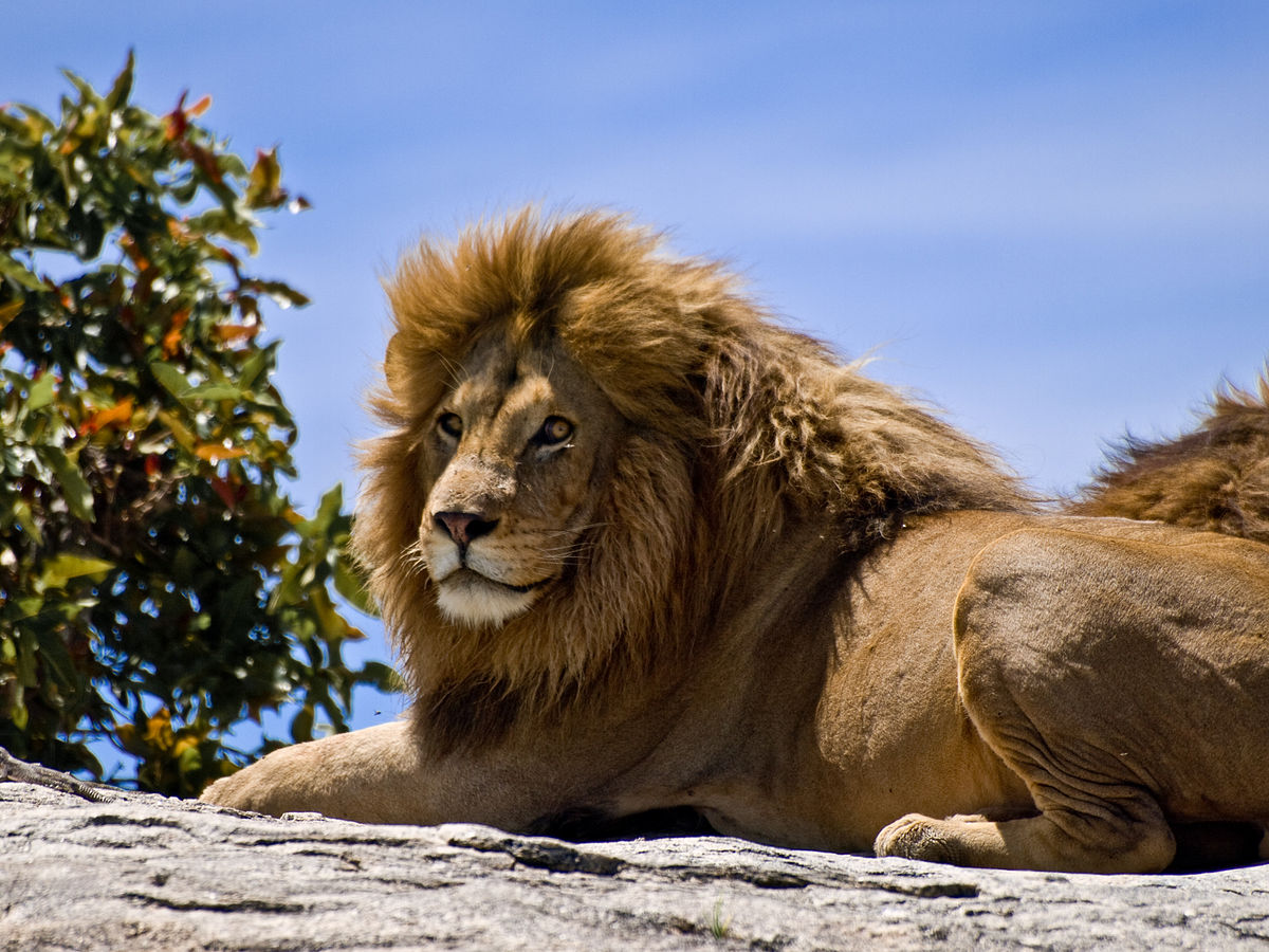 pin-by-josiah-armstrong-on-photography-animals-wild-cats-lions