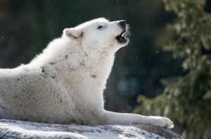 where does the arctic wolf live