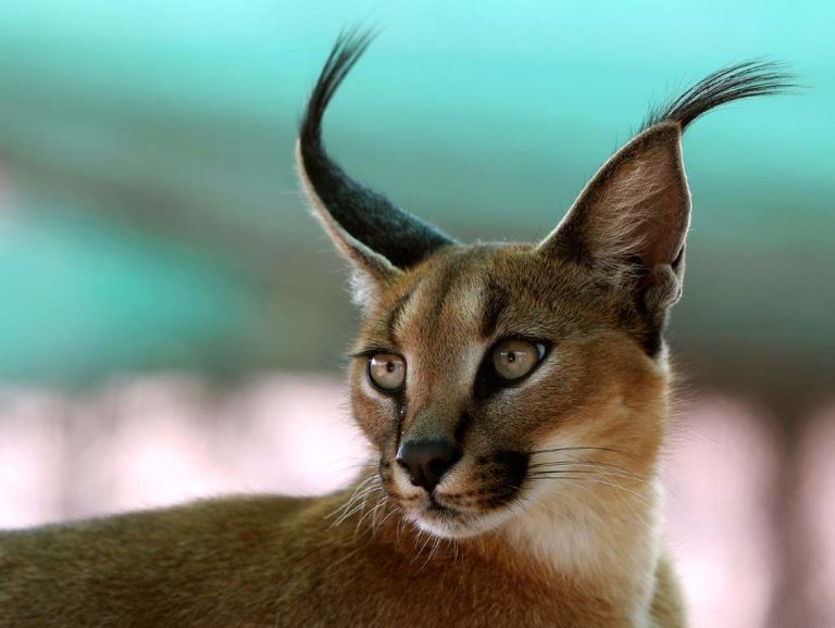 Caracals - information